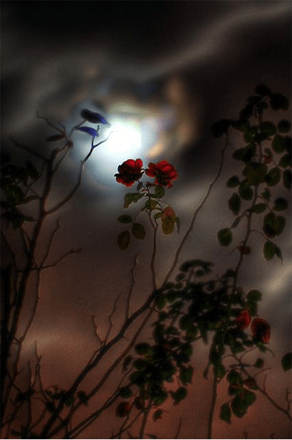 Have you Tried Gardening by the Moon?